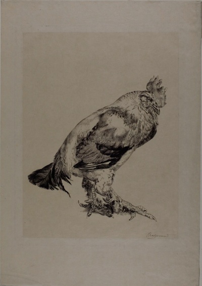 The Old Cock