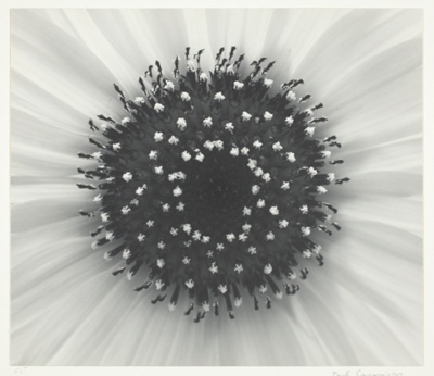 Sunflower, Winthrop, Massachusetts