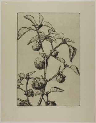 Jimson Weed