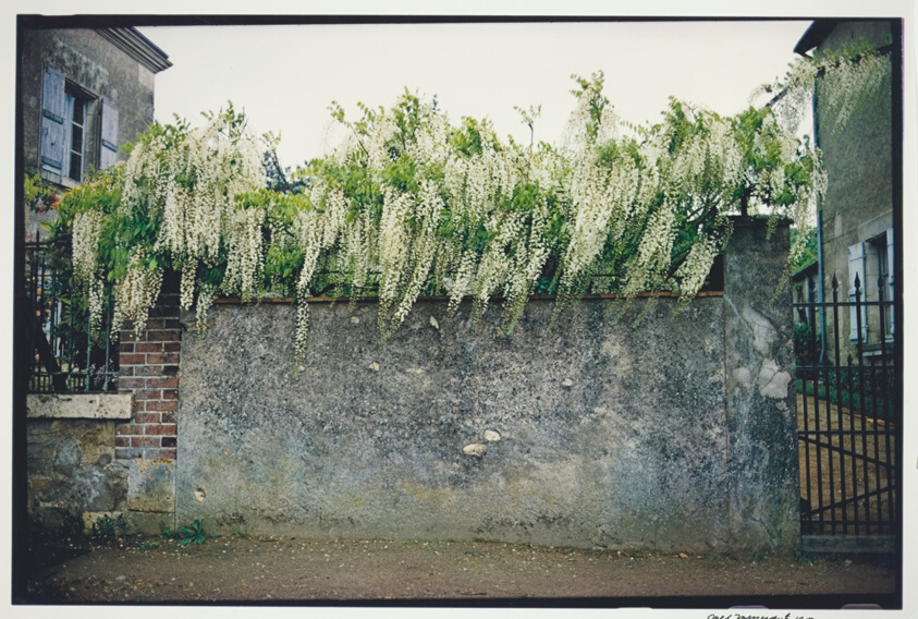 Wysteria, near Chartres