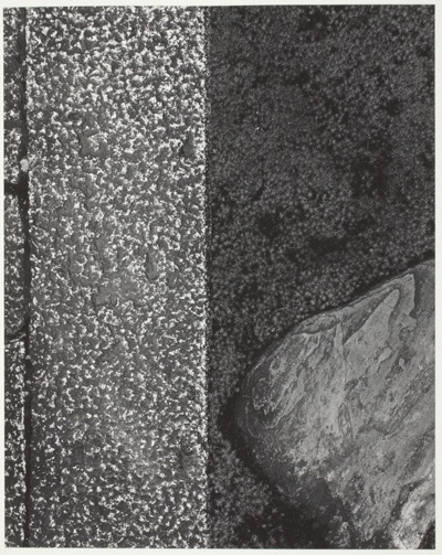 Katsura: Stone, Moss, Stone