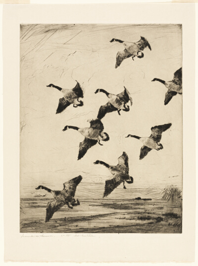 Hovering Geese