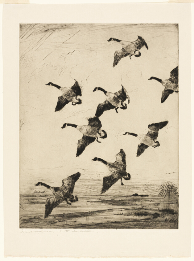 Hovering Geese