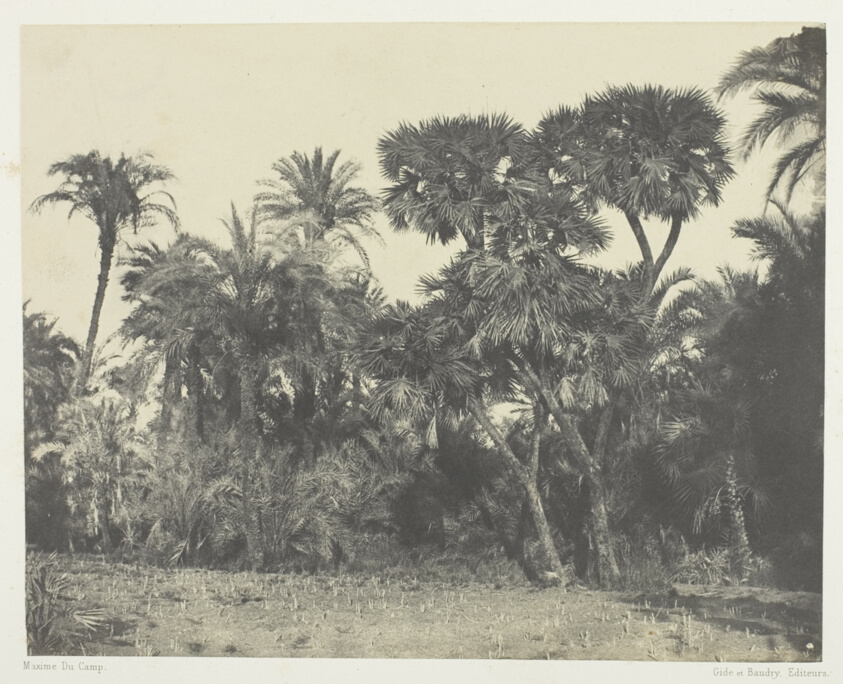 Bois de Dattiers et de Palmiers Doums, Haute-Egypte, plate 23 from the album "Egypte, Nubie, Palestine et Syrie" (1852)