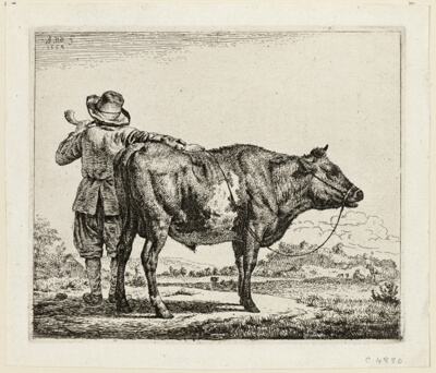 The Cowherd and the Bull