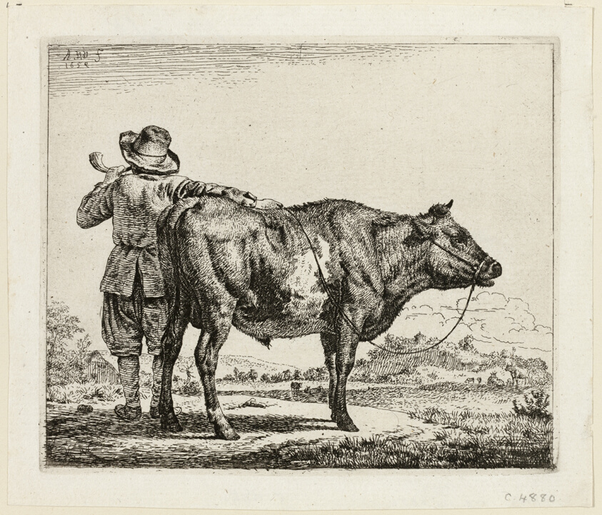 The Cowherd and the Bull