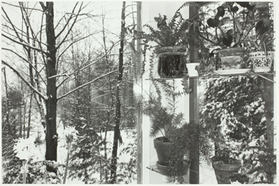 Wall of Potted Plants and Trees, Putney, Vermont