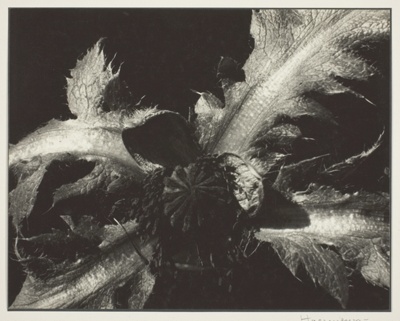 Oriental Poppy