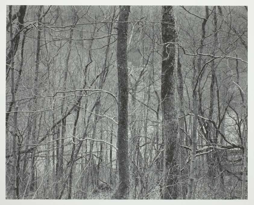 Kentucky, Two Trees and River