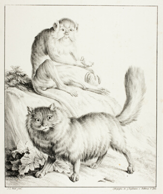 Cat and Monkey