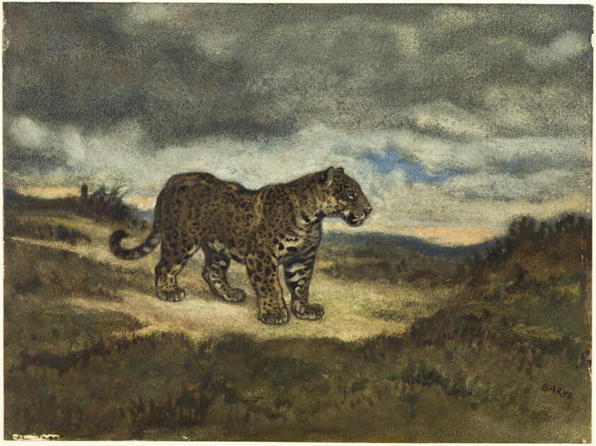 Jaguar Standing