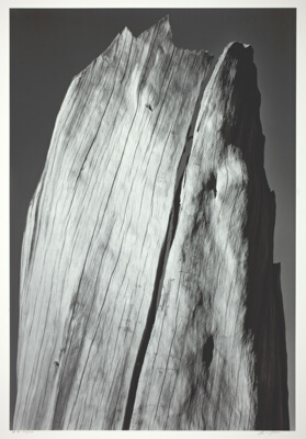 White Stump, Sierra Nevada, California