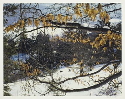 Beech Branch and Landscape, Tinmouth, Vermont