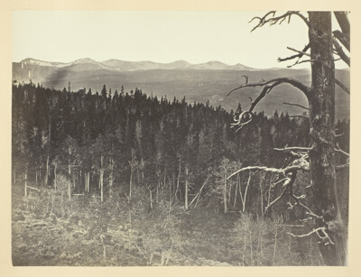 Snow and Timber Line, Medicine Bow Mountain