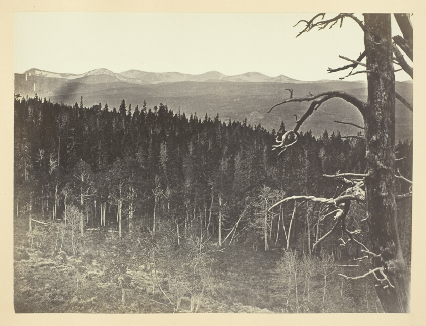 Snow and Timber Line, Medicine Bow Mountain