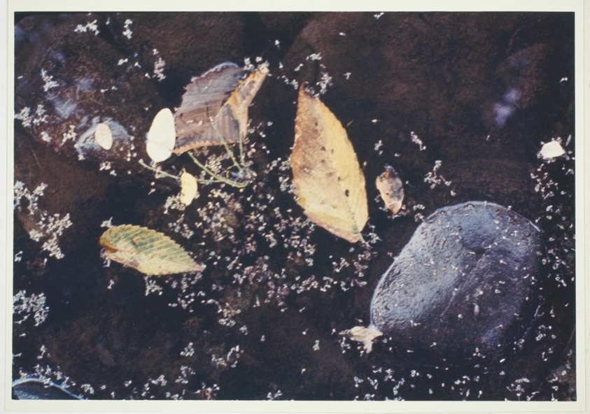 Untitled (Leaves and Stone in Water)