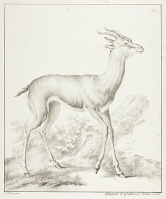 Antelope