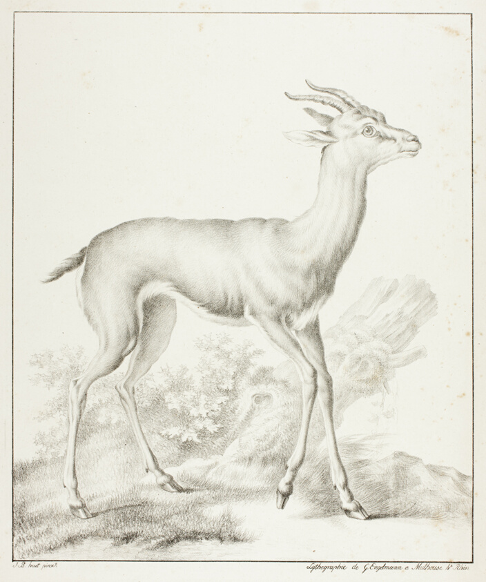 Antelope