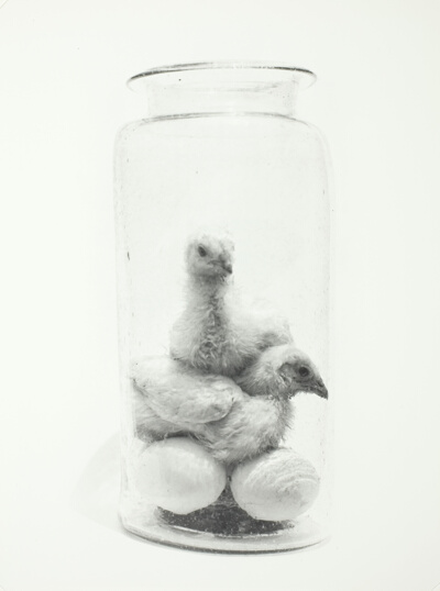 Chicks in a Jar (A), Mexico