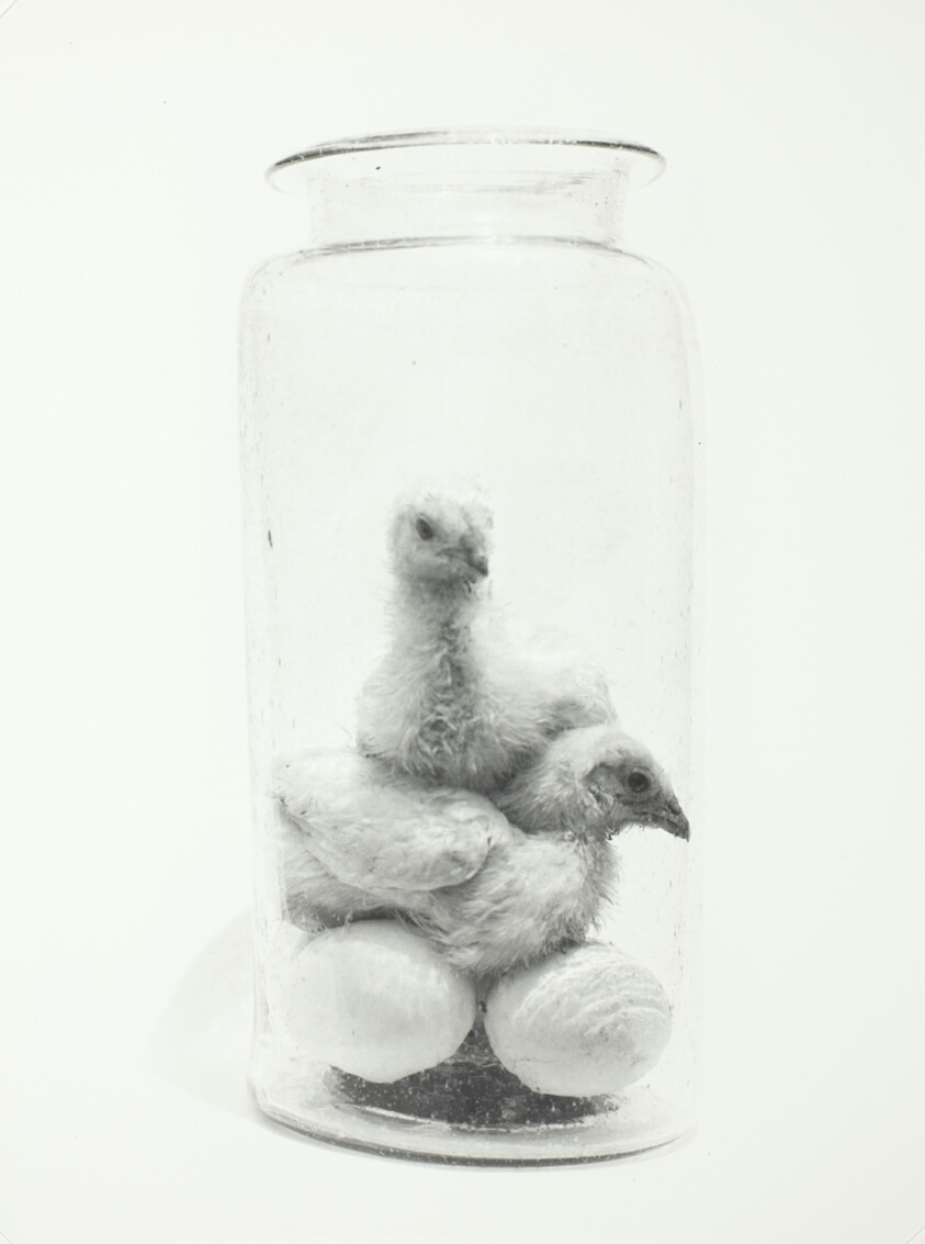 Chicks in a Jar (A), Mexico