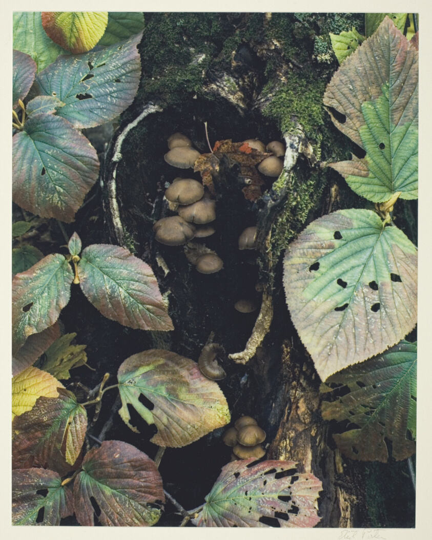 Mushrooms and Hobblebush, New Hampshire