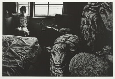 Marilynn and the Sheep