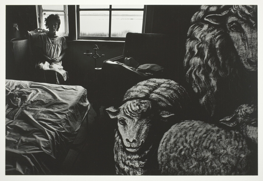 Marilynn and the Sheep
