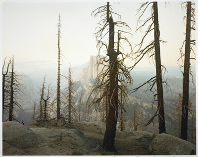 Burnt Forest and Half Dome, Yosemite