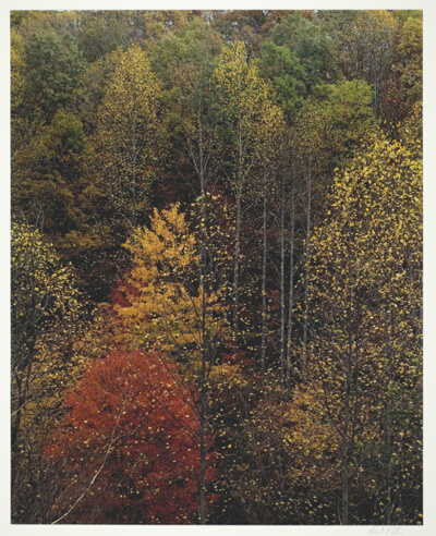 Poplars and Hillside, Newfound Gap Road, Great Smoky Mountains National Park, Tennessee