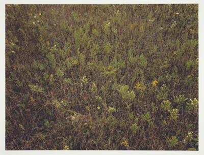Blue X, Pembroke, New York