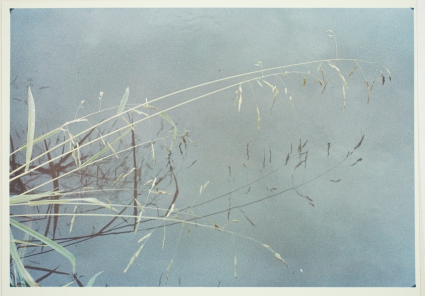 Untitled (Plants Against Blue Water)