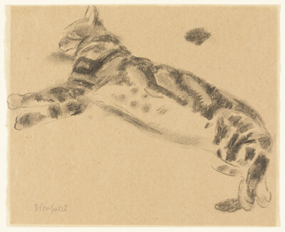 Sleeping Cat