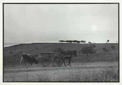 Country Road at Sunset, Chalkidike, from the series "A Greek Portfolio"