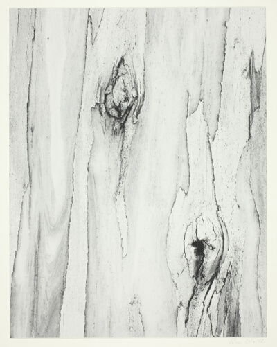 Eucalyptus, Somona