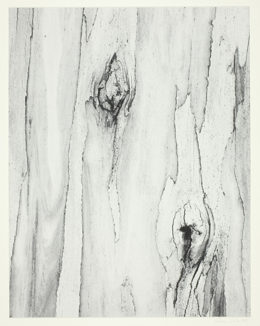 Eucalyptus, Somona