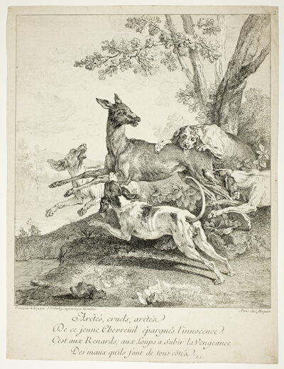 Deer Attacked by Dogs