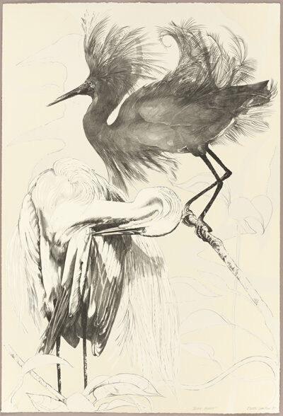 Black Egret