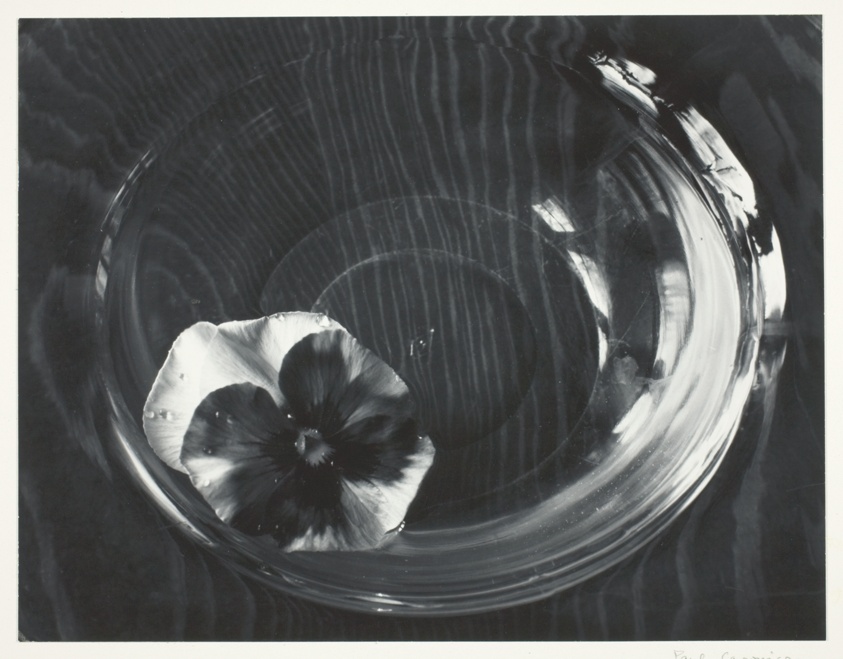 Pansy and Glass Bowl, Kentucky