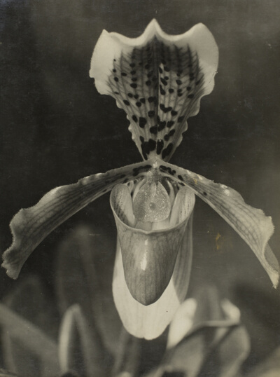 Throat of an Orchid (Rachen einer Orchidee)