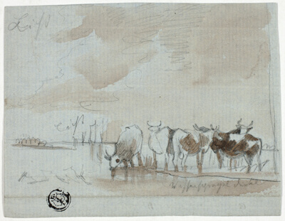 Cattle in Water