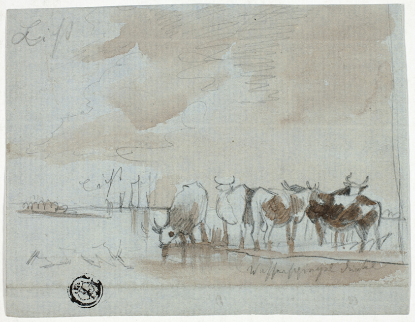 Cattle in Water