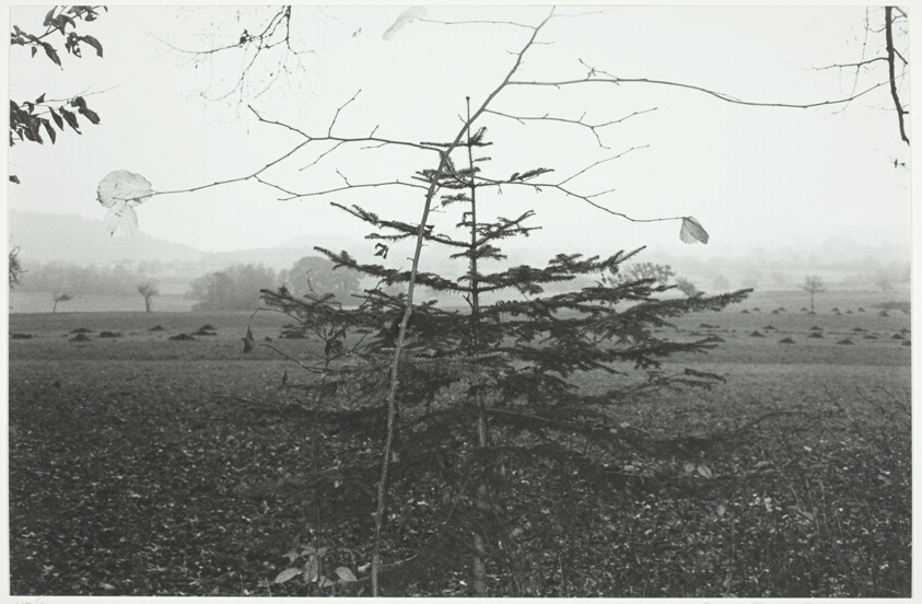 Evergreen Tree, Northern France
