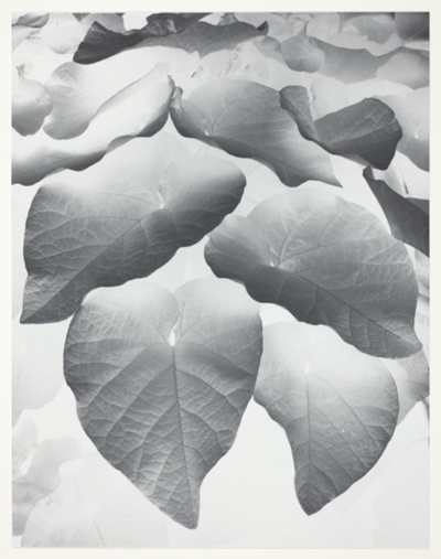 Dutch Pipe Leaves