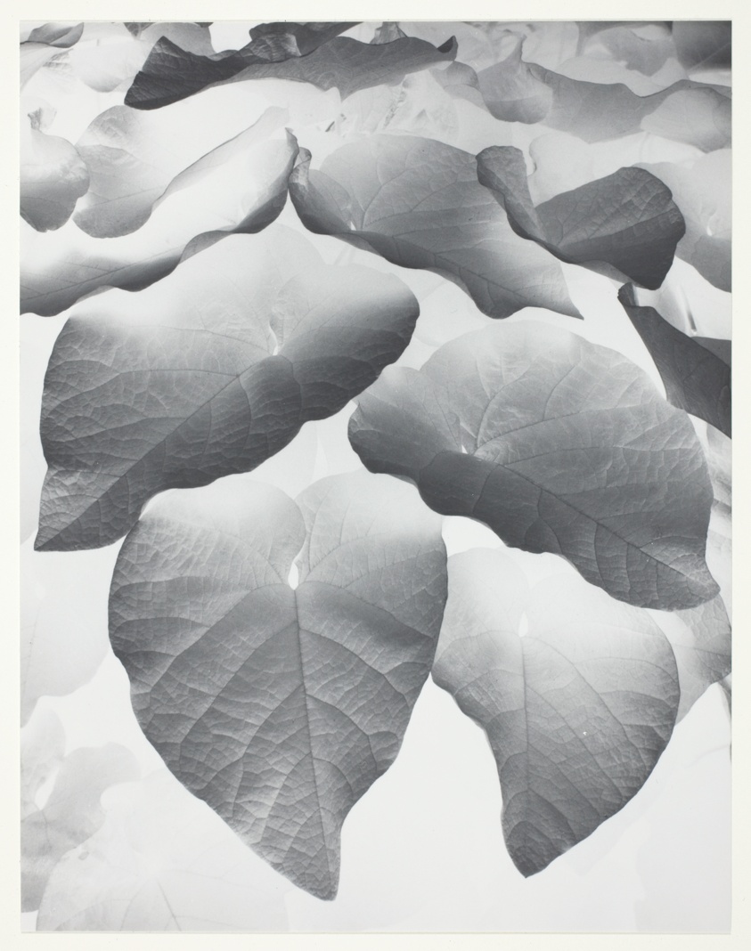 Dutch Pipe Leaves