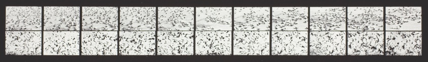 Tar and Feathers