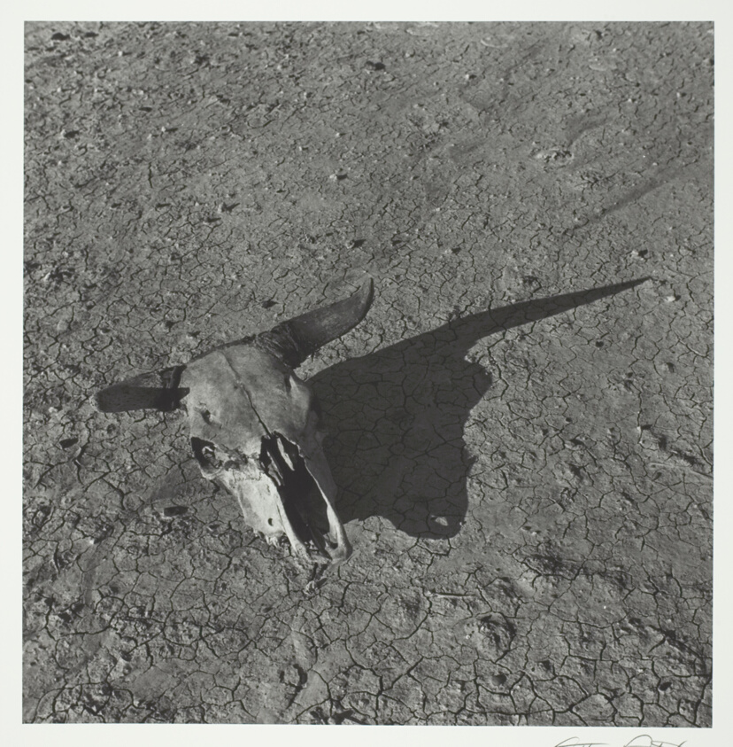Skull, Badlands, South Dakota