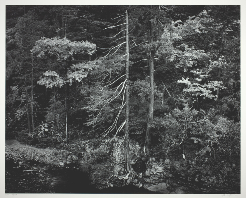 Forest and Stream, Northern California