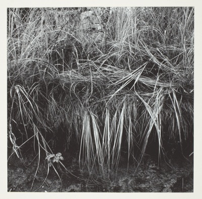 Grasses and Rushes; Spray of Leaves Lower Left Corner