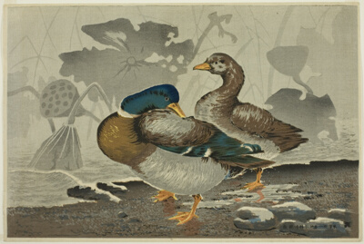 A pair of ducks by a lotus pond