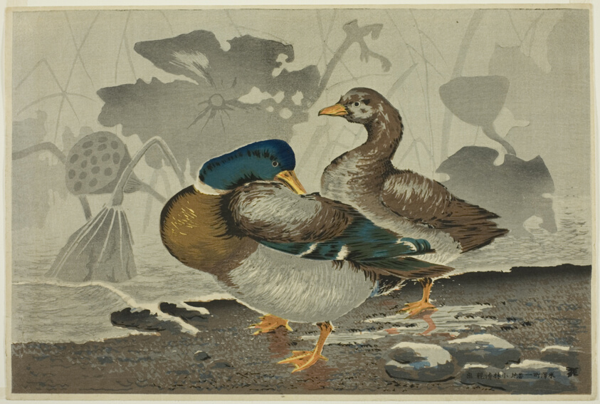 A pair of ducks by a lotus pond